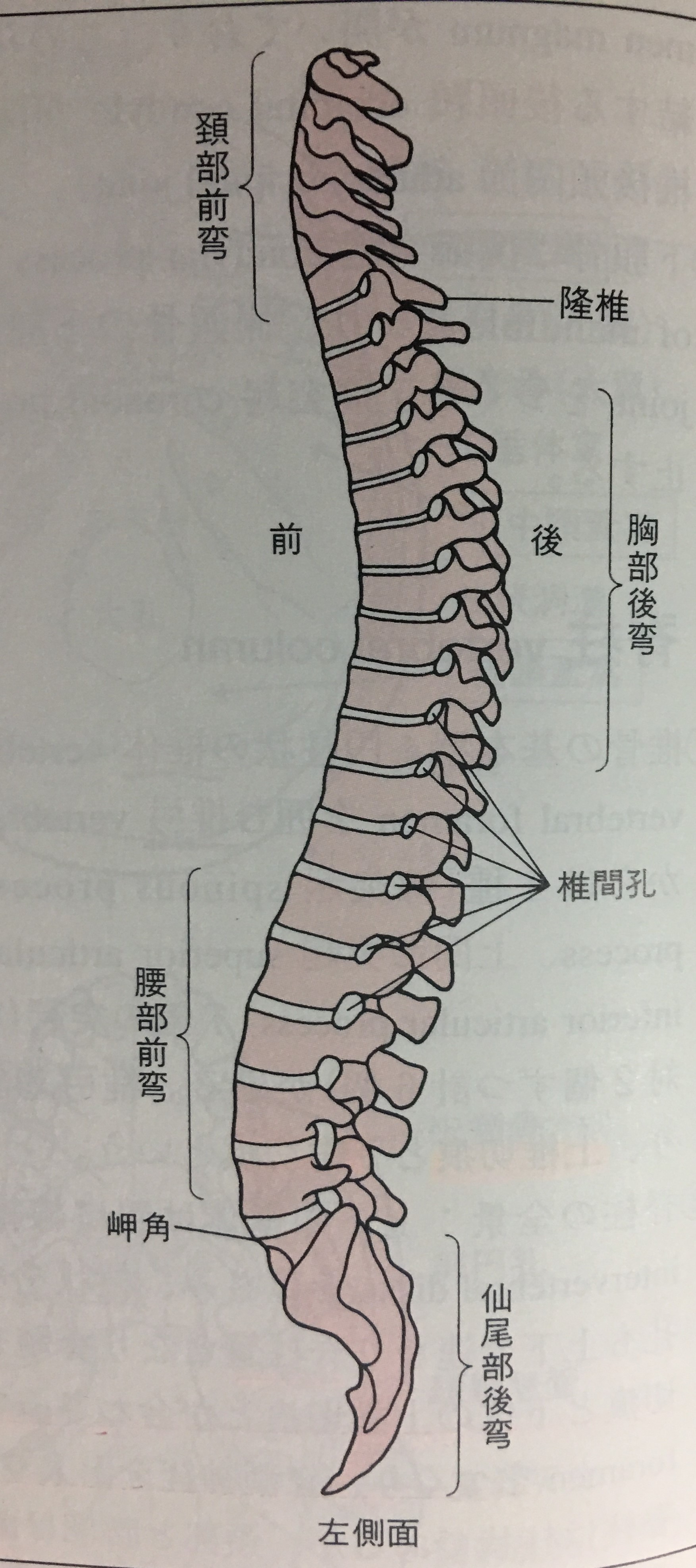 めまい 排卵 日